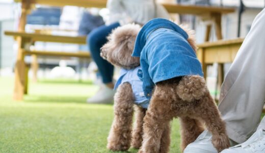 犬がマウンティングをする6つの理由とその対策や赤チンについて解説します！