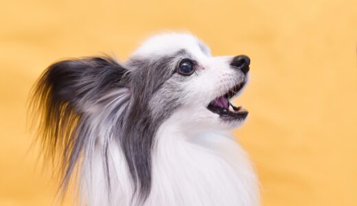 犬がため息をつく５つの理由は？対策や病気について徹底解説